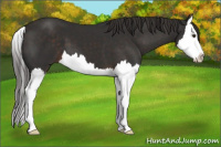 Horse Color:Liver Chestnut Splash 