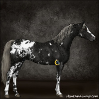 Horse Color:White Spotted Liver Chestnut Ice Mushroom Appaloosa Rabicano 
