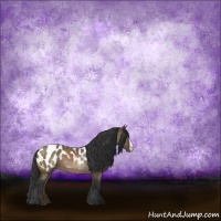 Horse Color:Brown Dun Appaloosa 