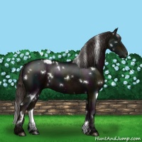 Horse Color:White Spotted Midnight Liver Chestnut