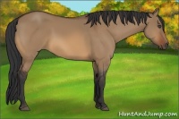 Horse Color:Bay Dun