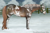 Horse Color:Liver Chestnut Sabino