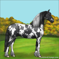 Horse Color:White Spotted Black 