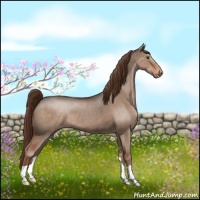 Horse Color:Liver Red Dun Appaloosa 