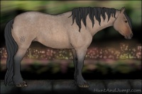 Horse Color:Bay Roan Dun 