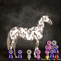 Horse Color:Liver Red Dun Appaloosa 