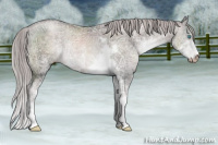 Horse Color:Gray Platinum Chocolate Palomino Ice Pearl Sabino 