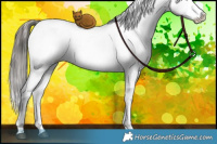 Horse Color:White Spotted Grullo Ice Appaloosa