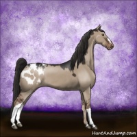 Horse Color:Liver Red Dun Appaloosa 