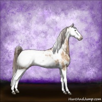Horse Color:Buckskin Dun Sabino Splash Blanket Rabicano