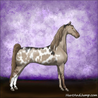 Horse Color:Liver Red Dun Appaloosa 