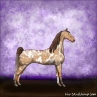 Horse Color:Buckskin Dun Sabino Appaloosa Brindle