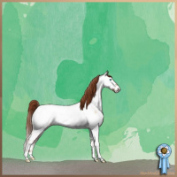 Horse Color:Buckskin Roan Pearl Onyx Appaloosa 
