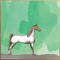 Horse Color:Chocolate Palomino Dun Sabino Appaloosa