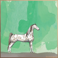 Horse Color:Liver Red Dun Sabino Leopard 