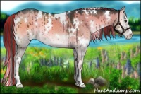 Horse Color:Painted Plaid  White Spotted Liver Red Dun Onyx Sabino 