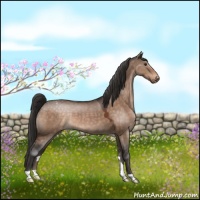 Horse Color:Brown Dun Appaloosa 