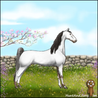 Horse Color:Liver Red Dun Roan Appaloosa Brindle 