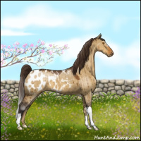 Horse Color:Buckskin Dun Appaloosa Brindle 
