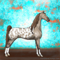 Horse Color:Liver Red Dun Appaloosa 