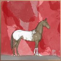 Horse Color:Chocolate Palomino Dun Appaloosa Brindle 