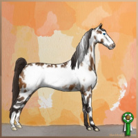 Horse Color:Buckskin Frame Appaloosa 