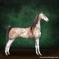 Horse Color:Brown Dun Sabino 