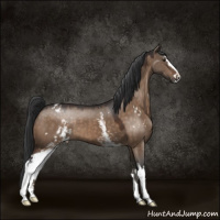 Horse Color:White Spotted Brown Dun Sabino Appaloosa 