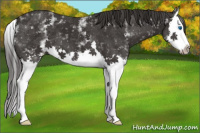 Horse Color:White Spotted Liver Chestnut Splash 