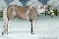 Horse Color:White Spotted Liver Red Dun Mushroom Brindle
