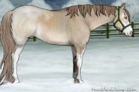 Horse Color:Liver Red Dun Roan Sabino Brindle 