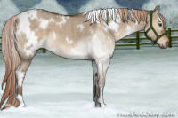 Horse Color:White Spotted Liver Red Dun Roan Brindle
