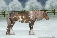 Horse Color:White Spotted Chocolate Palomino Sabino Rabicano