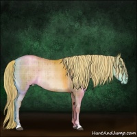 Horse Color:Plaid  Liver Red Dun Pearl Sabino Rabicano 