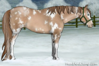 Horse Color:White Spotted Liver Chestnut Pearl 