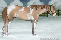Horse Color:Liver Chestnut Pearl Sabino Tobiano 