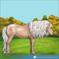 Horse Color:Silver Sable Champagne 