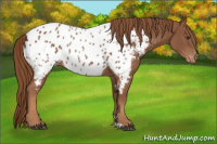 Horse Color:Chestnut Appaloosa