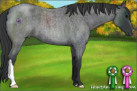 Horse Color:Blue Roan 