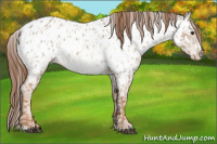 Horse Color:Red Dun Appaloosa  and Red Dun Frame Appaloosa 