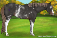 Horse Color:White Spotted Liver Chestnut Rabicano 