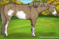 Horse Color:White Spotted Chocolate Palomino Dun Sabino Frame Brindle 