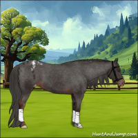 Horse Color:Liver Chestnut Appaloosa 