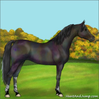 Horse Color:Midnight Bay Ice Onyx 