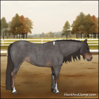 Horse Color:Liver Red Roan Tobiano 