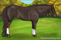 Horse Color:Liver Chestnut 