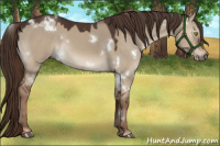 Horse Color:White Spotted Liver Red Dun 
