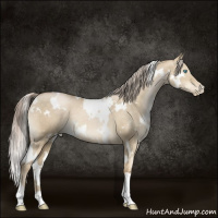 Horse Color:White Spotted Chocolate Palomino Pearl Dun Brindle