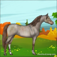 Horse Color:Liver Red Dun Roan 