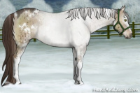 Horse Color:White Spotted Liver Red Dun Brindle 
